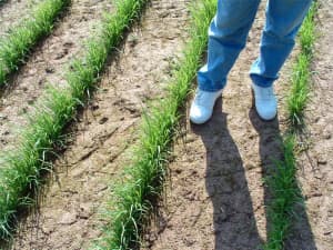 Potomac 1rst year seed production.