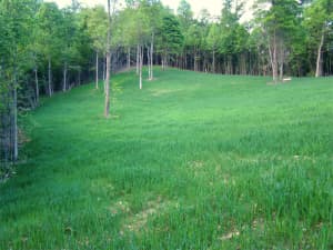 Persist Orhchardgrass.