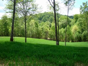 Persist Orhchardgrass.