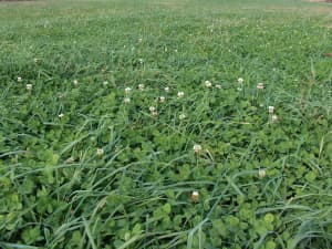 Persist and white clover in Arkansas, November 2009