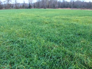 Persist in Arkansas, November 2009