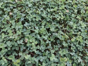 Renovation White Clover in Kentucky, October 2014