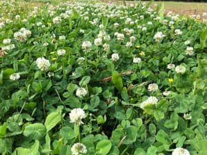 Renovation White Clover in Louisiana, April 2018