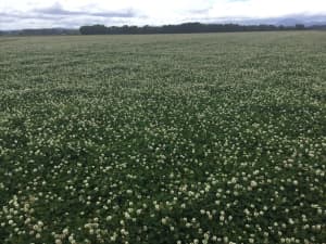 Renovation White Clover in production field