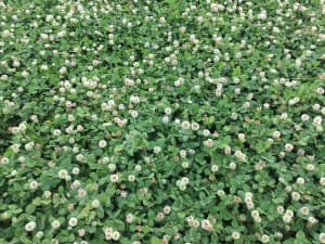 Renovation White Clover in production field