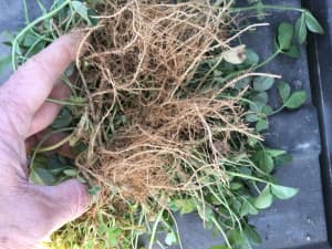 Renovation White Clover roots close-up