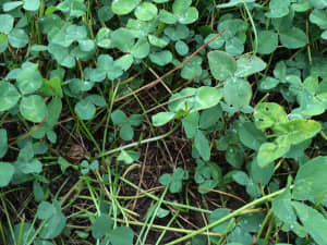 Renovation White Clover stolons close-up