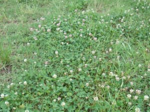 Renovation shown in a trial with bermuda grass