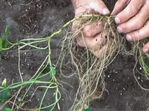 Renovation bucket study demonstrates suitability for erosion control due to prolific stolons and deep roots