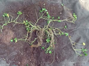 Renovation white clover plant showing leaves, stolons and roots.