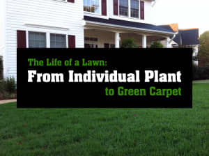 A house with a green lawn in front of it overlayed with the words: The Life of a Lawn: From Individual Plant to Green Carpet.