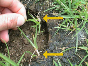 Plants initiated by rhizomes (yellow arrows).