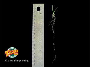 A close up of a baby grass plant with a ruler next to it.
