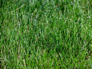 Titan GLX NTEP plot in Blacksburg, VA - May 2024