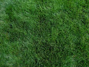 Titan GLX NTEP plot in Raleigh, NC - May 2024