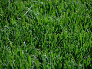 Titan GLX NTEP plot in Raleigh, NC - May 2024