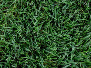 Titan GLX NTEP plot in Raleigh, NC - May 2024