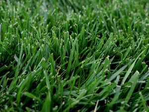 Titan GLX NTEP plot in Raleigh, NC - May 2024