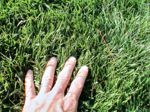 Titan Ltd. lawn in Columbus, OH 14 months after seeding - June 2005.