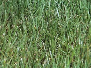 Titan Ltd. lawn in Columbus, OH 83 days after seeding - July 2004.