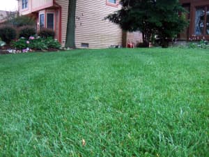 2-year old Titan Ltd. lawn in Columbus, OH - July 2006.