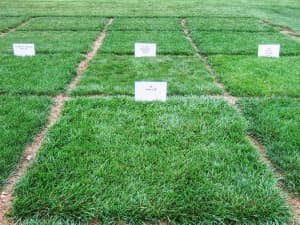 Titan Ltd. research plot at University of Kentucky - July 2006.