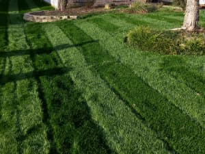 Titan Rx lawn in Rock Hill, SC - January 2016.