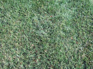 Titan Ultra research plot in Blacksburg, VA - October 2011.