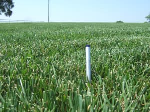 Titan Ultra research plot in North Carolina - May 2011.