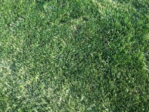 Titan Ultra lawn in North Carolina - Spring 2012.