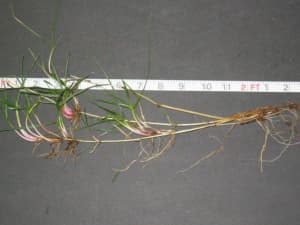 2-foot long rhizome.