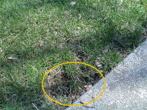 Bare spot filling in with rhizome-initiated plants in a 1-year old turf stand.