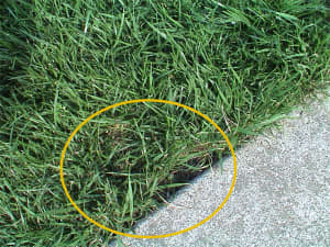 Bare spot nearly filled in two months later!