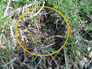 Rhizomes filling in a bare spot in a 1-year old turf stand.
