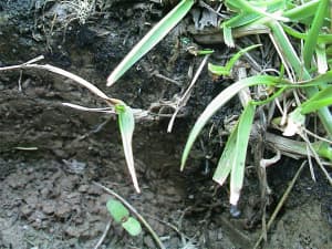 Plant initiated by rhizome coming out of side wall.