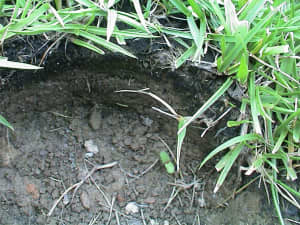 Plant initiated by rhizome coming out of side wall.