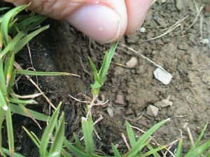 Plant initiated by rhizome.