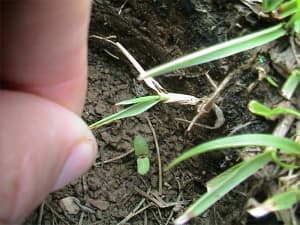 Plant initiated by rhizome.