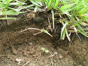 Plant initiated by rhizome coming out of side wall.