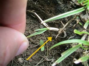 Plant initiated by rhizome (yellow arrow).