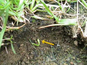 Deep rhizome (yellow arrow).