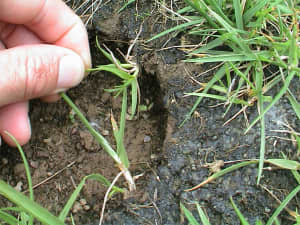 Multiple rhizome initiated plants.