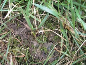 Rhizomes filling in a bare spot.