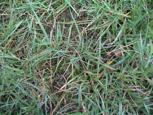 Rhizomes filling in a bare spot.