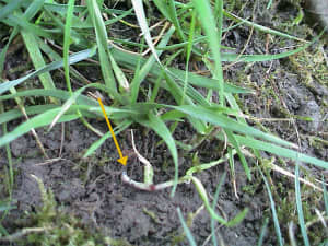 Rhizome coming out of the ground (yellow arrow).