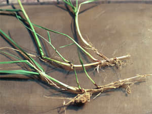 Rhizomes.
