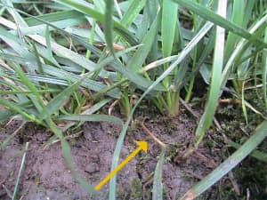 Plant initiated by rhizome (yellow arrow).