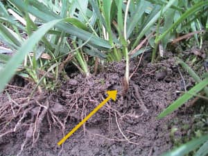 Plant initiated by rhizome (yellow arrow).