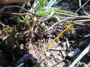 Plant initiated by rhizome (yellow arrow) in a 1-year old turf stand.