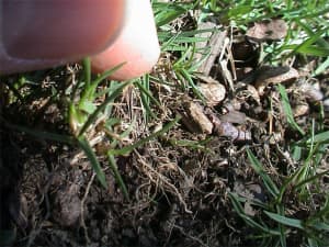 Rhizomes filling in a bare spot in a 1-year old turf stand.